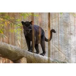 Papermoon Fototapete "Panther", Bunt, B:3,5M L:2,6M, Vlies, Tapeten