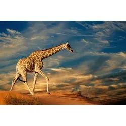 Papermoon Fototapete "Giraffe-Tiere Afrika Savanne Steppe Düne Himmel Wolken", Bunt, B:2,5M L:1,86M, Vlies, Tapeten