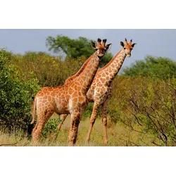 Papermoon Fototapete "Giraffe-Tiere Afrika Savanne Steppe Sahara Bäume Natur", Bunt, B:2,5M L:1,86M, Vlies, Tapeten