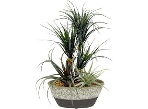 4019844761820 - Kunstpflanze IGEA Dracena Tillandsia Kunstpflanzen Gr B H L 23 cm x 31 cm x 18 cm grün Künstliche Zimmerpflanzen Im Übertopf aus Keramik