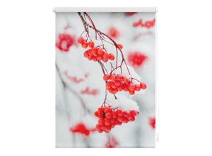 4251369834287 - Seitenzugrollo ORIGINAL Rollo Klemmfix ohne Bohren Verdunkelung Vogelbeeren - Rot Weiß Rollos Gr 80 cm stufenlos positionierbar 150 cm rot (rot weiß weiß) Verdunkelungsrollos 4251369834287 - Seitenzugrollo ORIGINAL Rollo Klemmfix ohne Bohren Verdunkelung Vogelbeeren - Rot Weiß Rollos Gr 80 cm stufenlos positionierbar 150 cm rot (rot weiß weiß) Verdunkelungsrollos