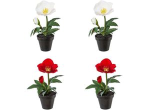 4064118970576 - Winterliche Kunstpflanze Weihnachtsdeko Christrose Creativ green Höhe 19 cm im Topf im 4er-Set (2x Farbe Rot und 2x Farbe Weiß) bunt