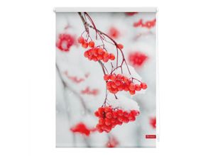 4250434121628 - Lichtblick Rollo Klemmfix ohne Bohren blickdicht Vogelbeeren - Rot Weiß 80 cm x 150 cm (B x L)