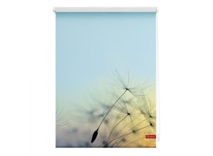 4250434120249 - Lichtblick Rollo Klemmfix ohne Bohren blickdicht Pusteblume - Blau 100 x 150 cm (B x L)