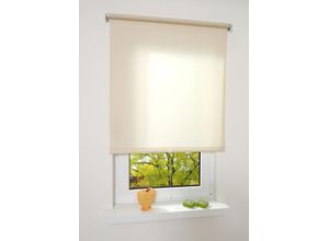 4016318297359 - Liedeco - Springrollo creme lichtdurchlässig Größe 122X180 cm