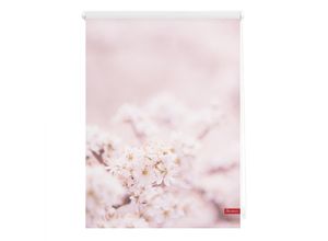 4250434118512 - Lichtblick Rollo Klemmfix ohne Bohren blickdicht Kirschblüten - Rosa Weiß 60 cm x 150 cm (B x L)