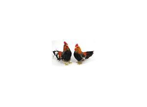 4058896143895 - Federhahn und -huhn 17 cm und 18 cm 2 Stück