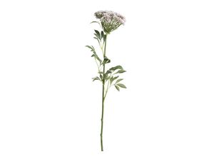 5712750197118 - Chic Antique Fleur Wilde Möhre H685 cm rosa 5712750197118 - Chic Antique Fleur Wilde Möhre H685 cm rosa