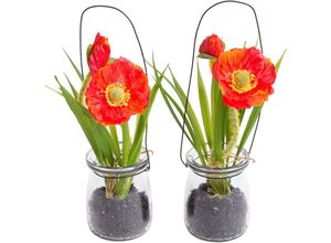 8505459250058 - Kunstblume BOTANIC-HAUS Mohnblume im Glas Kunstpflanzen Gr Ø H 10 cm x 19 cm 2 St rot (rot orange) Kunst-Blumen