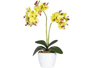 4003529744796 - Kunstpflanze CREATIV GREEN Phalaenopsis Kunstpflanzen Gr Ø H 11 cm x 50 cm 2 St grün Kunstorchidee Kunstpflanze Zimmerpflanze Künstliche Zimmerpflanzen Kunstpflanzen