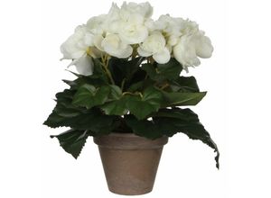 8712293770080 - - Mica Begonia im Topf weiß 25 x 20 cm Kunstpflanzen