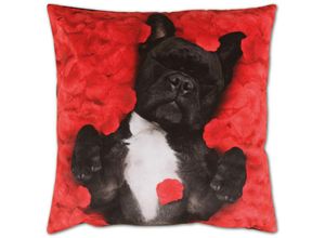 4059222215569 - Bestlivings - Dekokissen Fotodruck Motiv in 40x40 cm Flauschig weiches Kissen in vielen Motiven erhältlich ( Design Hund ) - Hund