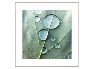 8714597577907 - Wandbild REINDERS Slim Frame Wood 50x50 Dew Drops Bilder Gr B H T 50 cm x 50 cm x 2 cm quadratisch grün Kunstdrucke Bilder