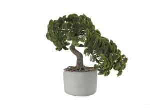 4024433339908 - ASA SELECTION Bonsai Muschelzypresse (LBH 2450x1750x2450 cm) LBH 2450x1750x2450 cm bunt