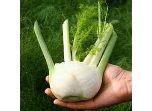 4050957230667 - Fenchelsamen Knollenfenchel Finale 4050957230667 - Fenchelsamen Knollenfenchel Finale