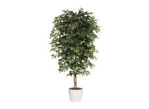 4003529936504 - Ficus benjamina Naturstamm mit Keramiktopf Höhe 1200 mm