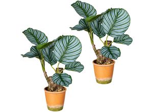 4064118887874 - Calatheapflanze VE 2 Stk im Paperpot mit Kies Höhe ca 450 mm