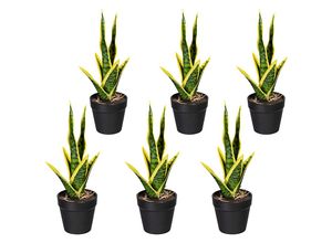 4064118889861 - Mini-Sanseveria VE 6 Stk Höhe ca 270 mm grüngelb Kunststofftopf