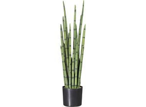 4003529230350 - Kaiserkraft - 548173 Sansevieria cylindrica im Kunststofftopf