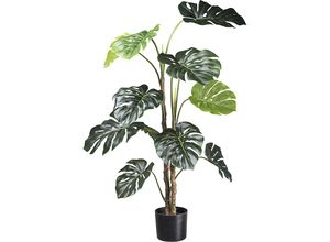 4064118109785 - Kaiserkraft - 734753 Splitphilodendron Kunststofftopf Höhe