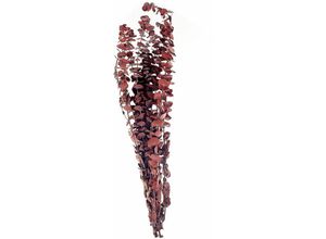 4251682291446 - Beliani - Trockenblumen Dunkelrot 56 cm Eukalyptus Getrockneter Blumenstrauß Getrocknete Blumen Dekoration