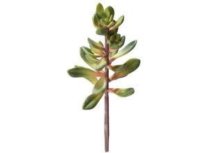 4011444370365 - Kalanchoe Höhe 20 cm - Hobby 4011444370365 - Kalanchoe Höhe 20 cm - Hobby