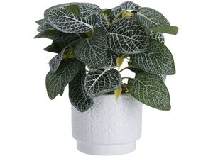 8720573108805 - Koopman International BV Künstliche Pflanze 28 cm mit Blumentopf aus Keramik 11 x 11 x 10 cm 8720573108805 - Koopman International BV Künstliche Pflanze 28 cm mit Blumentopf aus Keramik 11 x 11 x 10 cm