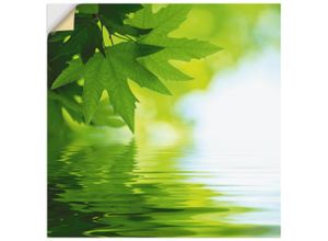 4057738274445 - Wandbild ARTLAND Grüne Blätter reflektieren im Wasser Bilder Gr B H 50 cm x 50 cm Wandaufkleber - Vinyl Blätter quadratisch 1 St grün Bild Poster Bilder als Alubild Leinwandbild Wandaufkleber oder in versch Größen