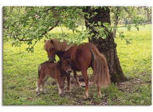 4059745854177 - Wandbild ARTLAND Pony - Mutterglück Bilder Gr B H 120 cm x 80 cm Leinwandbild Haustiere 1 St grün Bild Kunstdruck Kunstdrucke Bilder als Alubild Leinwandbild Wandaufkleber oder Poster in versch Größen