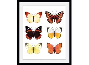 4049009846260 - Bild QUEENCE Elina Bilder Gr B H 50 cm x 70 cm Wandbild Schmetterlinge Hochformat 1 St bunt Bild Kunstdruck Bilder mit Rahmen