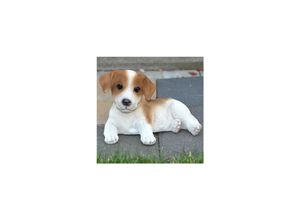 4251639208992 - Dazikemo Dekofigur Gartenfigur Jack Russel