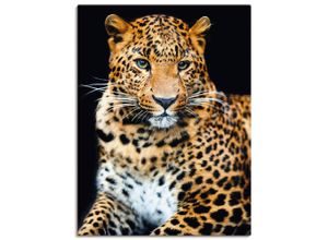 4059745926911 - Wandbild ARTLAND Wütender wilder Leopard Bilder Gr B H 60 cm x 80 cm Leinwandbild Wildtiere Hochformat 1 St schwarz Bild Poster Bilder als Alubild Leinwandbild Wandaufkleber oder in versch Größen