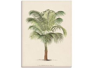 4058661398741 - Wandbild ARTLAND Palme II Bilder Gr B H 45 cm x 60 cm Leinwandbild Pflanzen Hochformat 1 St beige (naturfarben) Bild Poster Bilder als Alubild Leinwandbild Wandaufkleber oder in versch Größen