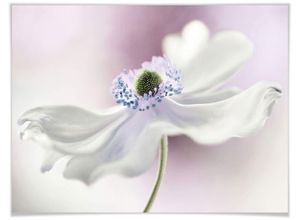 4063129156740 - Poster WALL-ART Anemone Kunstdruck Bilder Gr B H T 120cm x 100cm x 01cm Pflanzen bunt Poster ohne Bilderrahmen