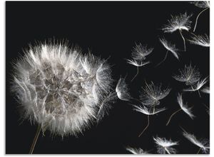 4062144602096 - Wandbild ARTLAND Pusteblume Bilder Gr B H 80 cm x 60 cm Alu-Dibond-Druck Blumenbilder Querformat 1 St schwarz Kunstdrucke als Alubild Leinwandbild Wandaufkleber oder Poster in versch Größen