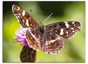 4062144834022 - Wandbild ARTLAND Sommer Bilder Gr B H 60 cm x 45 cm Leinwandbild Schmetterlinge Querformat 1 St grün Kunstdrucke als Alubild Leinwandbild Wandaufkleber oder Poster in versch Größen