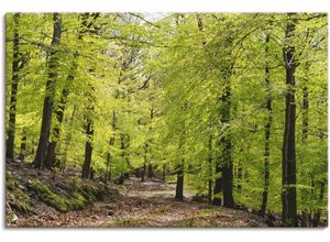 4059745427326 - Wandbild ARTLAND Die Buchen im Frühling Bilder Gr B H 60 cm x 40 cm Leinwandbild Wald 1 St grün Bild Kunstdruck Leinwandbild Kunstdrucke Bilder als Alubild Leinwandbild Wandaufkleber oder Poster in versch Größen