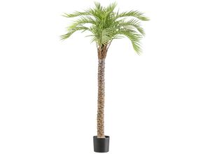 4064118242147 - Kunstpalme CREATIV GREEN Macauba Palme grün H175cm Kunststoff Kunstpflanzen mit hohem Stamm 4064118242147 - Kunstpalme CREATIV GREEN Macauba Palme grün H175cm Kunststoff Kunstpflanzen mit hohem Stamm