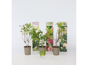 7428477590139 - Plant in a Box - Hortensie - 3 Stk - Hortensia paniculata - Höhe 25-35cm - Topf 9cm