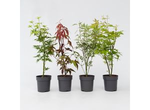 7428471144956 - Plant in a Box - Japanischer Ahorn - 8 Stk - Acer palmatum - Höhe 25-40cm - Topf 11cm 7428471144956 - Plant in a Box - Japanischer Ahorn - 8 Stk - Acer palmatum - Höhe 25-40cm - Topf 11cm