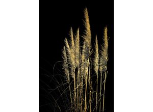 4067437736618 - Acrylglasbild Pampas Gras - Acrylbilder mit Blattgold veredelt Bilder Gr B H 60 cm x 90 cm Acrylglasbild mit Blattgold 1 St goldfarben (gold) Acrylglasbilder Goldveredelung Handgearbeitet Gerahmt Edel