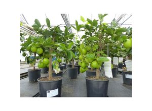 4251740100383 - echte Caipi Limette Caipirinha Limettenbaum Citrus Lime 70 - 90 cm Zitruspflanze