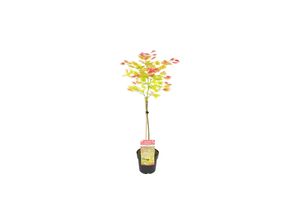 7442924147127 - Plant in a Box - Japanischer Ahorn - Acer palmatum Moonrise - Höhe 80-90cm - Topf 19cm