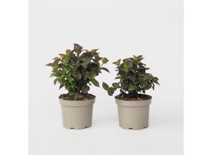 8721278900770 - Plant in a Box - Hortensie - 2 Stk - Hydrangea Dare Devil - Höhe 25-40cm - Topf 19cm 8721278900770 - Plant in a Box - Hortensie - 2 Stk - Hydrangea Dare Devil - Höhe 25-40cm - Topf 19cm