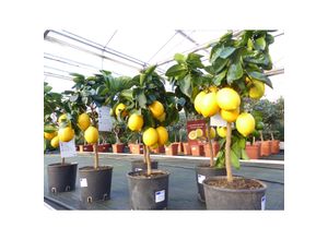 4251740124662 - beste Sorte Bonsai Meyer Meyerii Zitrone echter Zitronenbaum 60 - 70 cm Citrus Limon Zitruspflanze