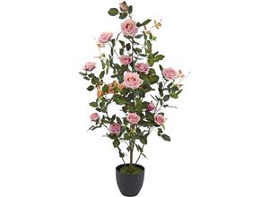 4019844778361 - Kunstbaum IGEA Rosenbusch im Topf rosa B45cm H115cm L45cm Obermaterial 95% Polyester 5% Kunststoff Kunstpflanzen Kunstrosen Kunstpflanzen Rosenstrauch Deko Hochzeit 4019844778361 - Kunstbaum IGEA Rosenbusch im Topf rosa B45cm H115cm L45cm Obermaterial 95% Polyester 5% Kunststoff Kunstpflanzen Kunstrosen Kunstpflanzen Rosenstrauch Deko Hochzeit