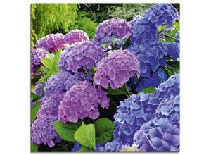4057738315933 - Wandbild ARTLAND Hortensien im Garten Bilder Gr B H 30 cm x 30 cm Leinwandbild Blumen quadratisch 1 St lila Bild Leinwandbild Kunstdrucke Bilder als Alubild Leinwandbild Wandaufkleber oder Poster in versch Größen 4057738315933 - Wandbild ARTLAND Hortensien im Garten Bilder Gr B H 30 cm x 30 cm Leinwandbild Blumen quadratisch 1 St lila Bild Leinwandbild Kunstdrucke Bilder als Alubild Leinwandbild Wandaufkleber oder Poster in versch Größen