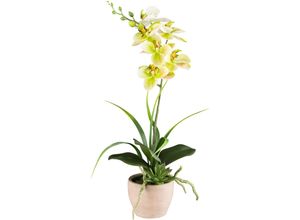 4064118240631 - Kunstorchidee CREATIV GREEN Orchidee Phalaenopsis grün H45cm Kunststoff Kunstpflanzen mit Sukkulenten und Graszweigen arrangiert 4064118240631 - Kunstorchidee CREATIV GREEN Orchidee Phalaenopsis grün H45cm Kunststoff Kunstpflanzen mit Sukkulenten und Graszweigen arrangiert