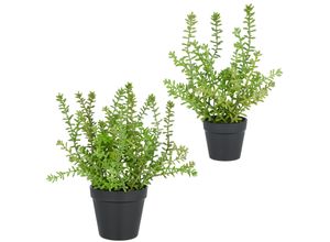 4064118326069 - Kunstpflanze CREATIV GREEN Sedum acre Yellow Queen grün H32cm Kunststoff Kunstpflanzen mit filigranen Sedumzweigen 4064118326069 - Kunstpflanze CREATIV GREEN Sedum acre Yellow Queen grün H32cm Kunststoff Kunstpflanzen mit filigranen Sedumzweigen