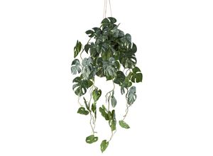 4064118242246 - Kunstpflanze CREATIV GREEN Philodendron varigata grün (grünweiß) H80cm Kunststoff Kunstpflanzen mit Hängetopf 4064118242246 - Kunstpflanze CREATIV GREEN Philodendron varigata grün (grünweiß) H80cm Kunststoff Kunstpflanzen mit Hängetopf